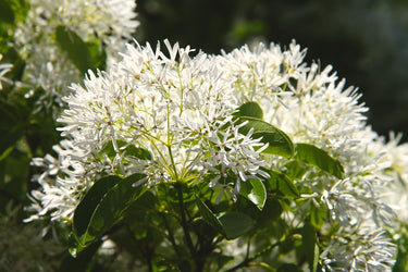 Chionanthus retusus var. serrulatus