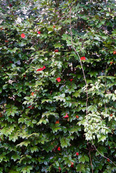 Camellia japonica 'Greensboro Red'