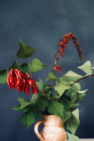 Erythrina x bidwillii, Bidwill's coral tree, tall spike of vivid scarlet tubular flowers.
