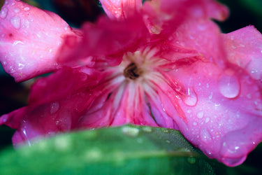 Nerium oleander 'Double Pink'
