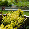 Calluna vulgaris 'Gold Haze', a golden-foliage heather shrub offered by Woodlanders.