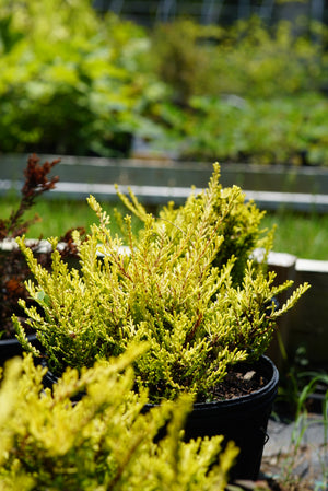Calluna vulgaris 'Gold Haze', a golden-foliage heather shrub offered by Woodlanders.