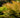 Dryopteris erythrosora