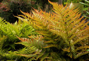 Dryopteris erythrosora autumn fern with coppery new fronds among glossy green foliage