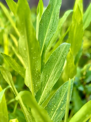 Hedychium coronarium