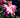 Rosa sp. "Old Blush"