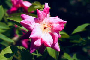 Rosa 'Old Blush' China rose, clusters of soft semi-double pink flowers.