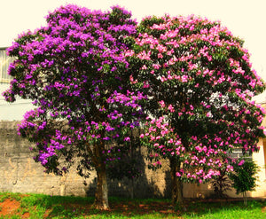 Tibouchina granulosa, purple glory tree, royal-purple flowers over glossy quilted leaves.