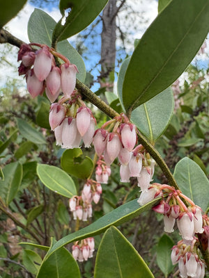 Lyonia lucida