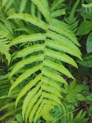 Thelypteris acuminata, Hoshida fern, glossy arching evergreen fronds in a shade garden.