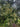Lithocarpus glaber