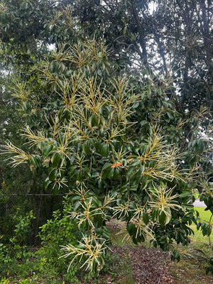 Lithocarpus glaber