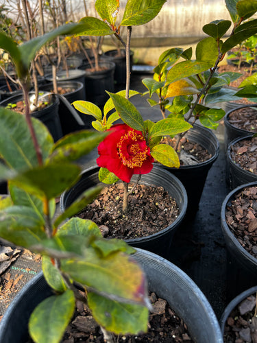 Camellia japonica (single red)