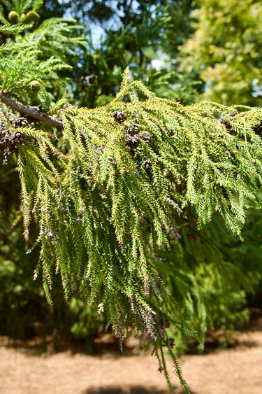 Cryptomeria japonica 'Barabits Gold', a Japanese cedar conifer offered by Woodlanders.