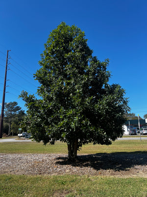 Quercus germana, Mexican royal oak, a tree offered by Woodlanders.