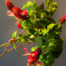 Justicia brandegeana 'Pink', the pink shrimp plant, arching spikes of overlapping bronze-to-pink bracts.