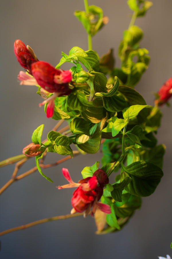 Justicia brandegeana 'Pink'
