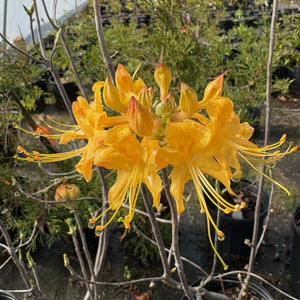 Rhododendron 'Admiral Semmes' azalea, large deep golden-yellow trusses in spring bloom.