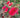 Callistemon sp. 'Woodlanders Hardy'