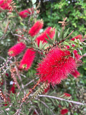 Callistemon 'Woodlander's Hardy', hardy red bottlebrush, brilliant red bottlebrush flower spikes