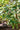 Schima remotiserrata, a broadleaf evergreen tree offered by Woodlanders.