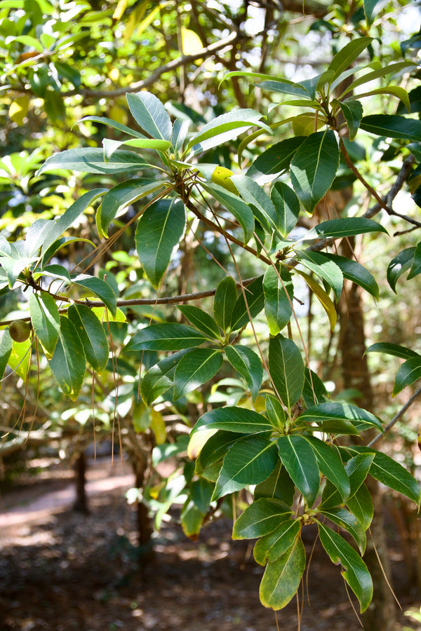 Schima remotiserrata
