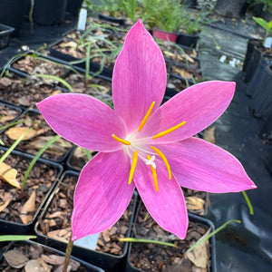 Zephyranthes fosteri