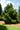 Afrocarpus falcatus, Outeniqua yellowwood, a conifer offered by Woodlanders.