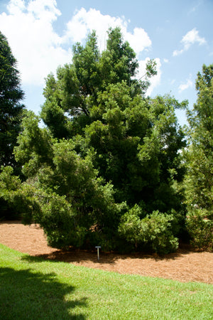 Afrocarpus falcatus, Outeniqua yellowwood, a conifer offered by Woodlanders.