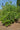 Ilex paraguariensis, yerba mate, an evergreen tree offered by Woodlanders.