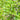 Ilex paraguariensis, yerba mate, an evergreen tree offered by Woodlanders.