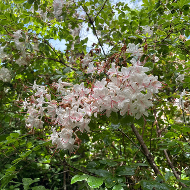 Rhododendron arborescens