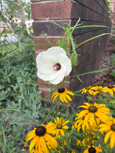 Hibiscus dasycalyx