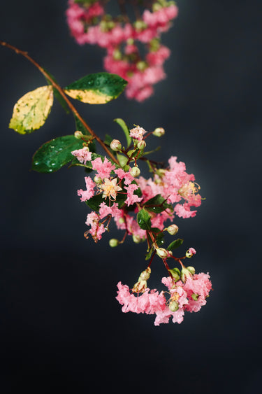 Lagerstroemia indica "Bayou Marie"