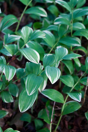 Polygonatum odoratum 'Variegatum'