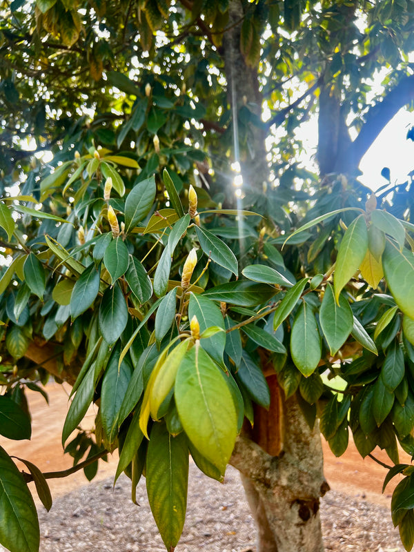 Phoebe chekiangensis