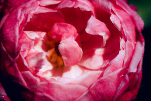 Rosa 'Louis Philippe' Cracker rose, deep rose-red loosely double flowers.
