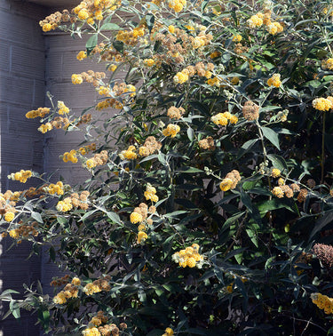 Buddleia x weyeriana ‘Honeycomb’
