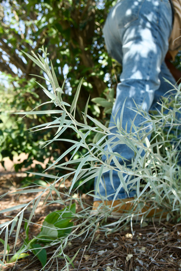 Hyalis argentea var. argentea