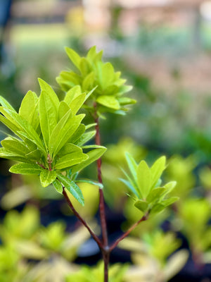 Illicium parviflorum 'Florida Sunshine' anise, an evergreen shrub with glowing chartreuse-gold foliage.