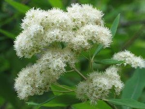 Spiraea virginiana