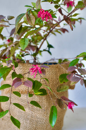Loropetalum chinense 'Zhuzhou Fuchsia', fuchsia-pink fringe flowers over wine-purple foliage