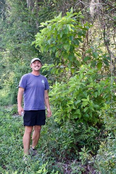 Pinckneya bracteata (pubens), fever tree, a native tree offered by Woodlanders.