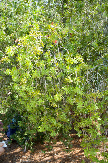 Callistemon viminalis, weeping bottlebrush, a tree offered by Woodlanders.