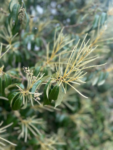 Lithocarpus glaber