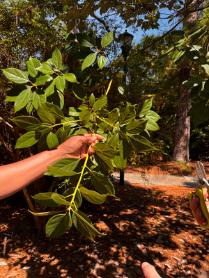 Phoebe cavaleriei (Nothaphoebe cavaleriei), a tree offered by Woodlanders.