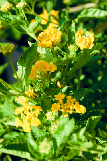 Lantana camara 'Hybrida'