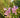 Physostegia correllii
