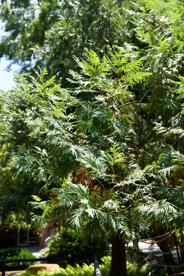 Fokienia hodginsii