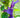 Lobelia siphilitica